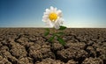 Flower on droughty desert Royalty Free Stock Photo