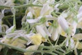 Flower of Drumstick Vegetable or Moringa Royalty Free Stock Photo