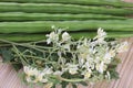 Flower of Drumstick Vegetable or Moringa Royalty Free Stock Photo