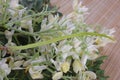 Flower of Drumstick Vegetable or Moringa. Royalty Free Stock Photo