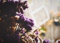 Flower dry of sea-lavender, statice, caspia or marsh-rosemary Limonium sp. in cafe. Brown and purple flower. Royalty Free Stock Photo