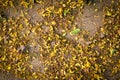 Flower dry yellow background Royalty Free Stock Photo