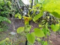 Flower of Dutchman`s pipe or pipevine Aristolochia macrophylla. Large leaves, mottled green and burgundy flowers