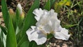 The flower of dwarf white iris on a background of green leaves closeup