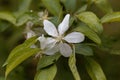Flower of a dwarf flowering almond, Prunus glandulosa