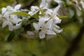 Flower of a dwarf flowering almond, Prunus glandulosa