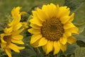 Flower of a dwarf summer sunflower Royalty Free Stock Photo