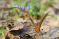 Flower in early spring, as the sign of the vivat, check mark or letter V