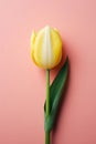 Flower easter blossom spring floral background tulip green