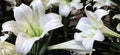 Flower, Easter Lilly, White, from both Taiwan and Ryukyu Islands Royalty Free Stock Photo