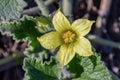 Flower of Ecballium elaterium, also called the squirting cucumber or exploding cucumber