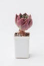 Flower Echeveria Shallot Succulent in white plastic pot on white background Royalty Free Stock Photo