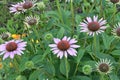 The flower of an Echinacea