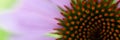 Flower of echinacea natural background of spa treatments