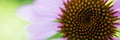 Flower of echinacea natural background of spa treatments