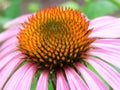 Flower Echinacea purpurea - close up