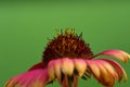 Flower Echinacea Purpurea Moench