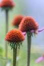 Flower Echinacea purpurea plantarium close-up Royalty Free Stock Photo