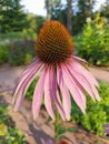 Flower of Echinacea Purpurea