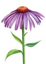 Flower echinacea on a white background. Watercolor illustration hand drawn Royalty Free Stock Photo