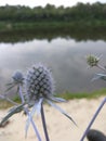 Flower Echinops Mordovnik