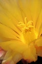 Flower of Echinopsis Royalty Free Stock Photo