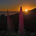 Flower Echium wildpretii, sunset