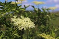Flower of elderberry in the sun. A blue flower in droplets of dew on a blurred green background. Plants of the meadows of the regi Royalty Free Stock Photo
