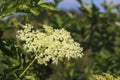 Flower of elderberry in the sun. A blue flower in droplets of dew on a blurred green background. Plants of the meadows of the regi Royalty Free Stock Photo