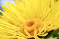 Flower of Elecampane Inula Helenium Royalty Free Stock Photo
