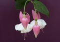Fuchsia flower. Royalty Free Stock Photo