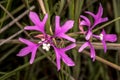 Flower of Elkhorns Clarkia