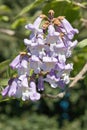 Flower of empress tree, paulownia tomentosa Royalty Free Stock Photo