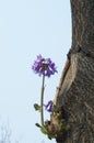 Flower of empress tree, paulownia tomentosa Royalty Free Stock Photo