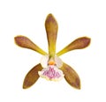 Flower of an Encyclia orchid hybrid