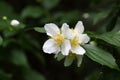 Flower of an English dogwood bush