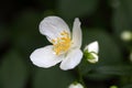 Flower of an English dogwood bush