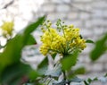 flower eremurus close-up, three yellow flowers in the garden. small flowers