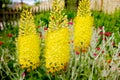 Flower eremurus close-up in the garden