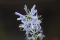 Flower Eremurus