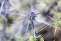 Flower of Eryngium caucasicum Royalty Free Stock Photo
