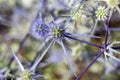 Flower of Eryngium caucasicum Royalty Free Stock Photo