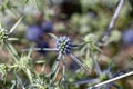 Flower of Eryngium caucasicum Royalty Free Stock Photo