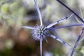 Flower of Eryngium caucasicum Royalty Free Stock Photo