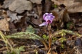 Flower of erythronium