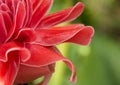 FLOWER ETLINGERA ELATIOR Royalty Free Stock Photo