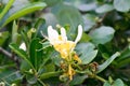 Flower of an Etruscan honeysuckle bush