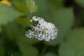 Flower of a Eurasian baneberry or herb Christopher Actaea spicata