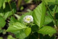 Flower of European dewberry