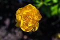 Flower of European Globeflower Royalty Free Stock Photo